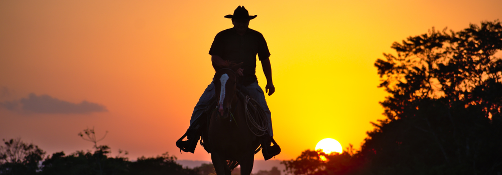 Care and Use of a Stockwhip